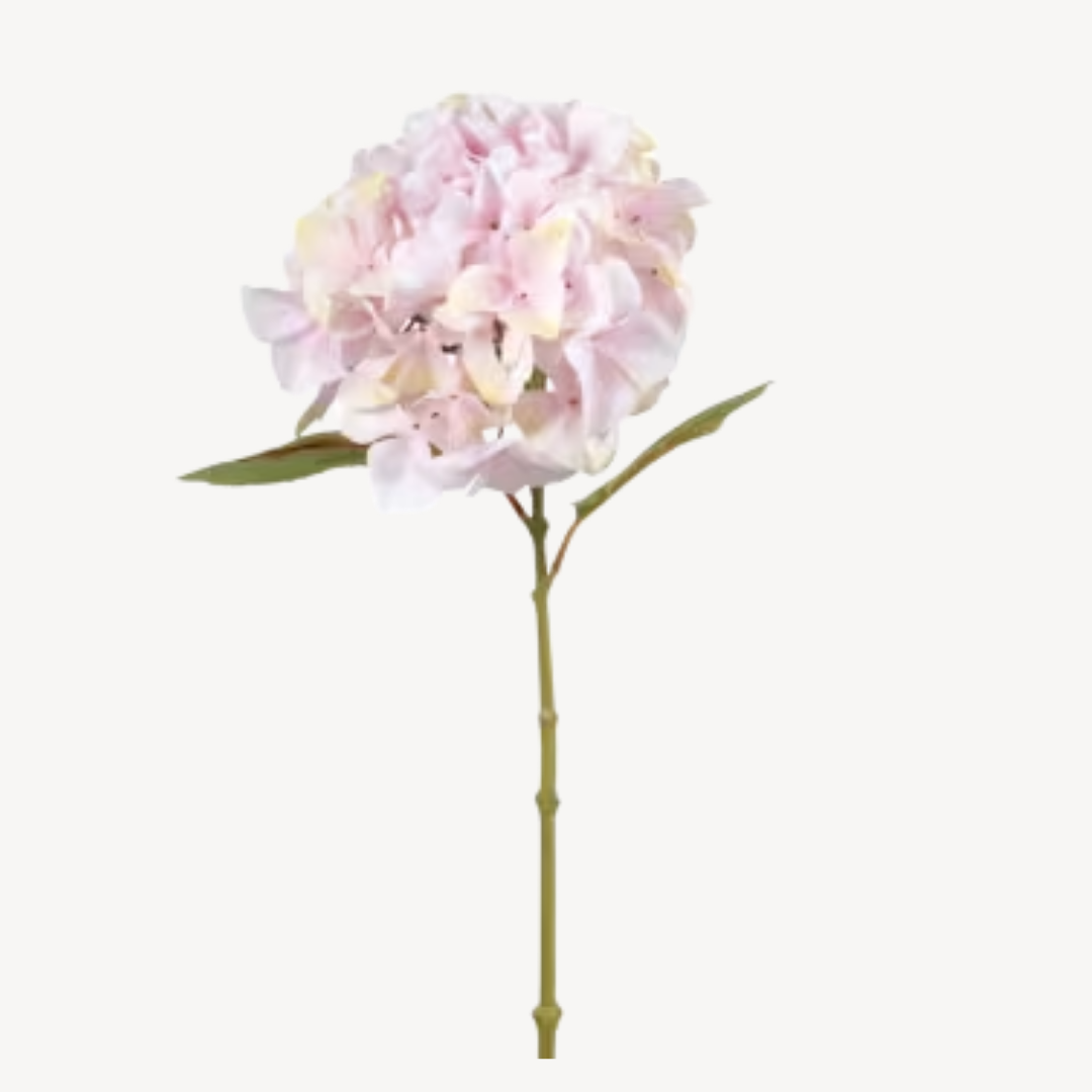 Hydrangea Stem Loulie