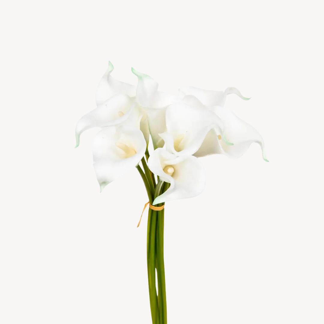 Arums Artificiais, H36 