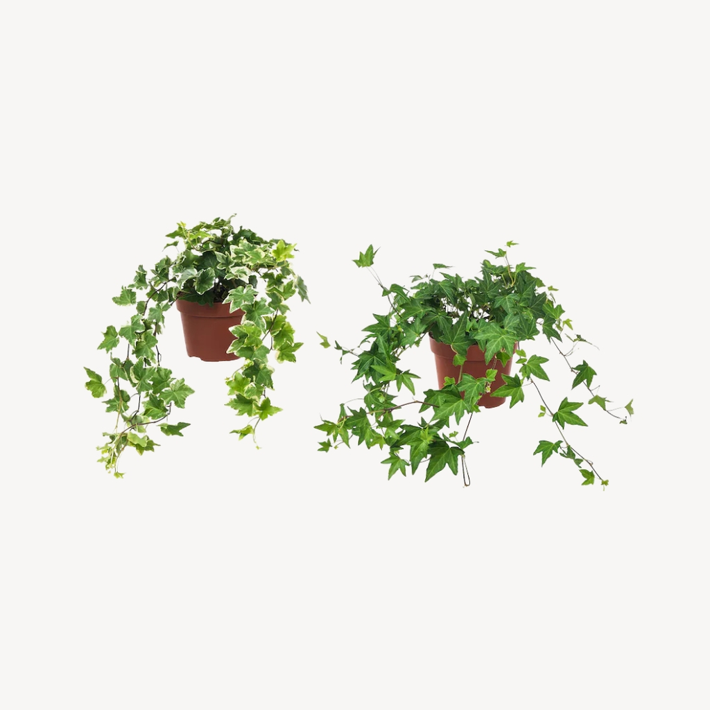 Potted Plant  Hedera Helix