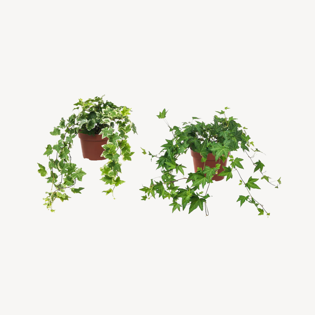 Potted Plant  Hedera Helix