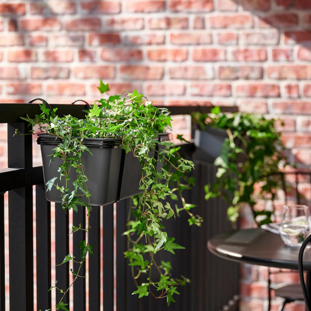 Potted Plant  Hedera Helix