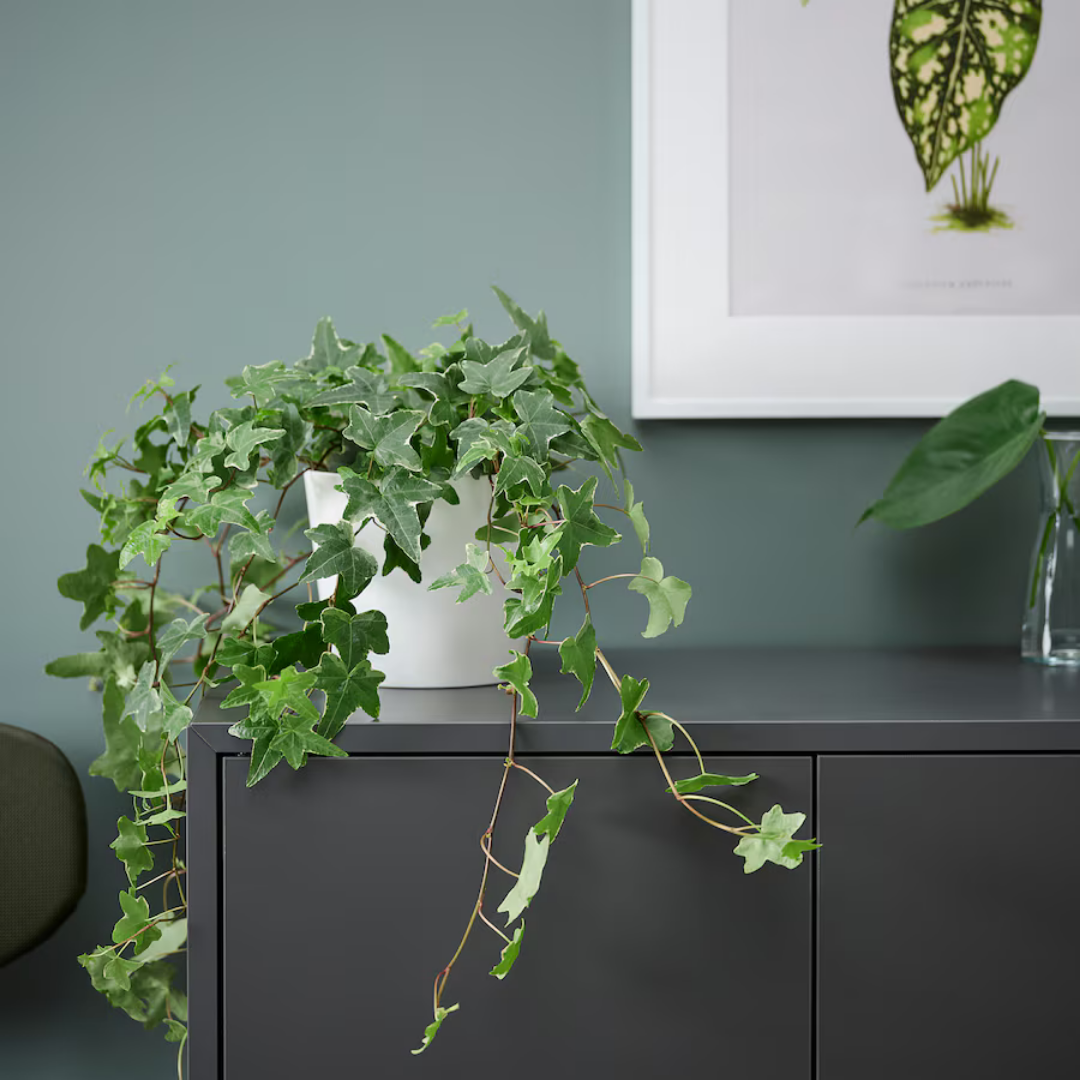 Potted Plant  Hedera Helix