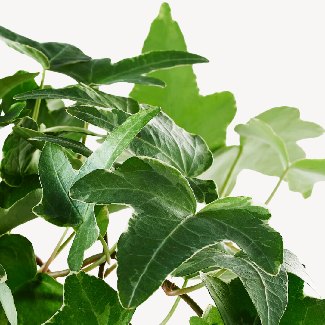 Potted Plant  Hedera Helix