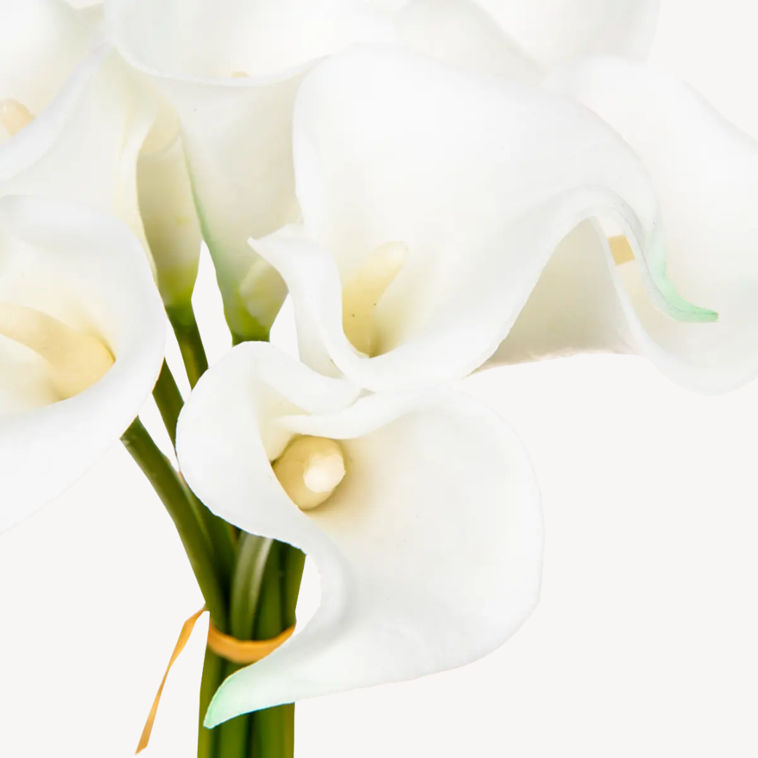 Arums Artificiais, H36 