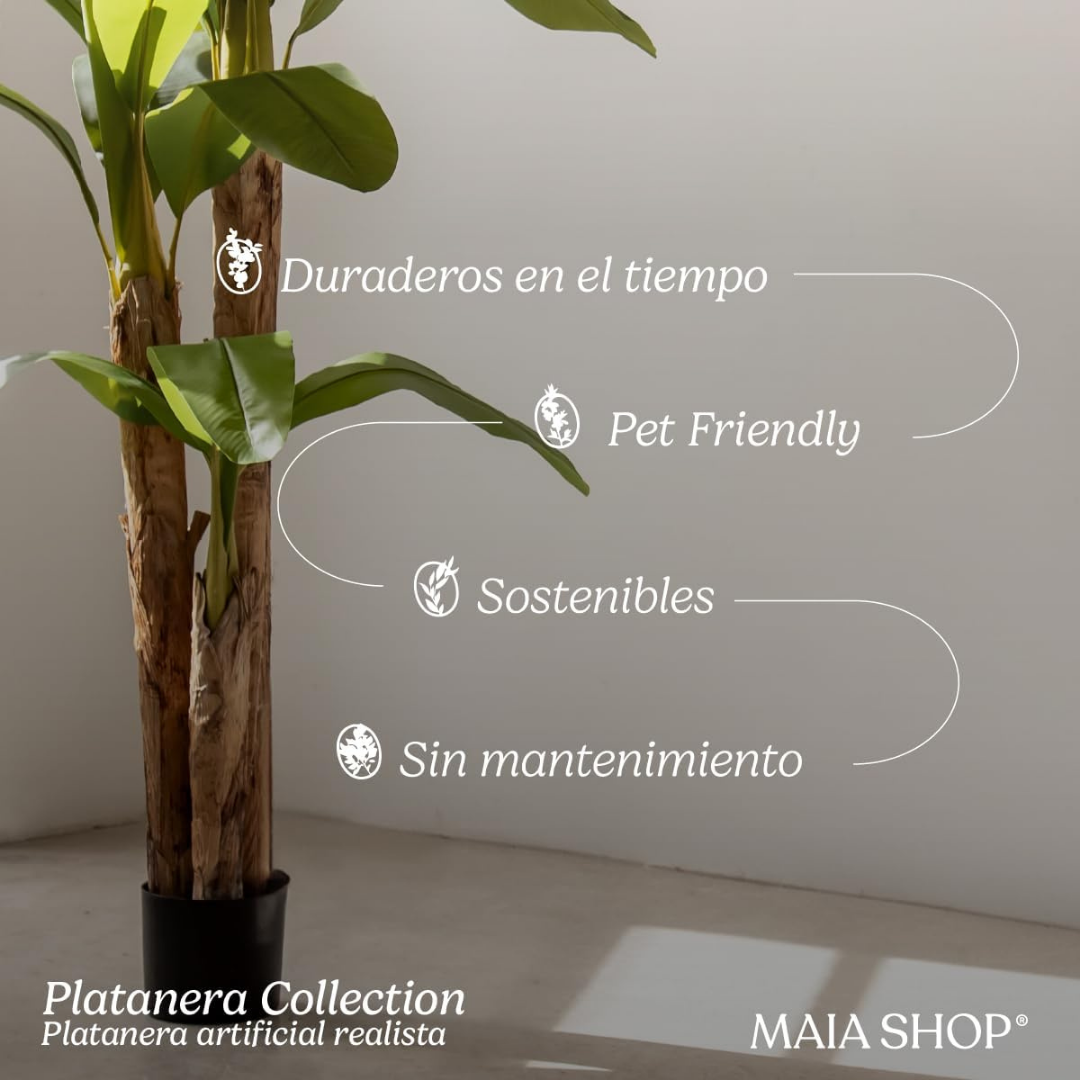Banana Tree, H150