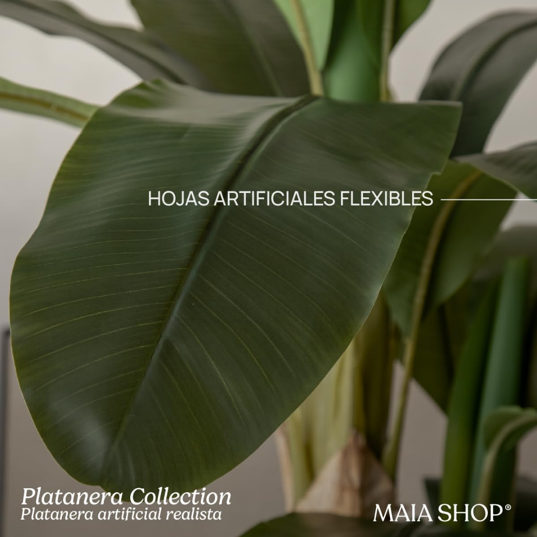 Banana Tree, H150