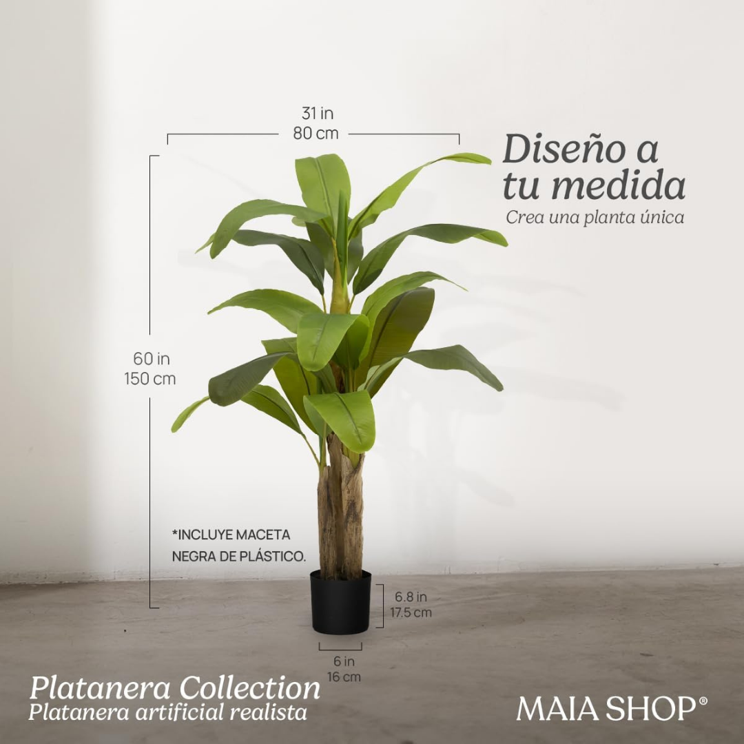 Banana Tree, H150