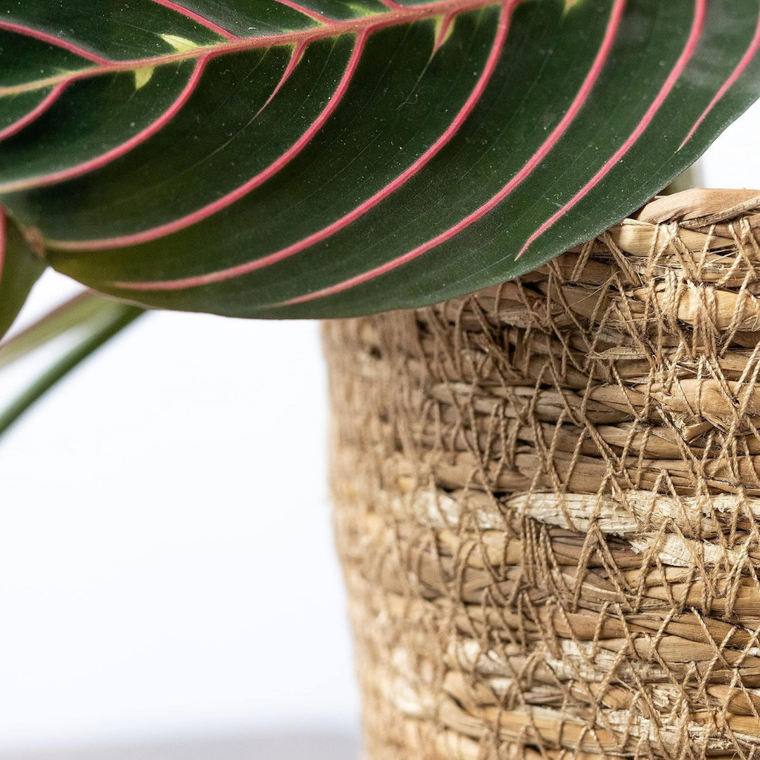 Plant Basket Wicker 34x34