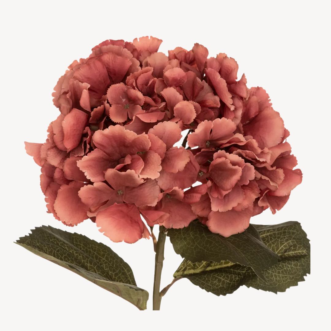 Caule de Hortênsia, H83 