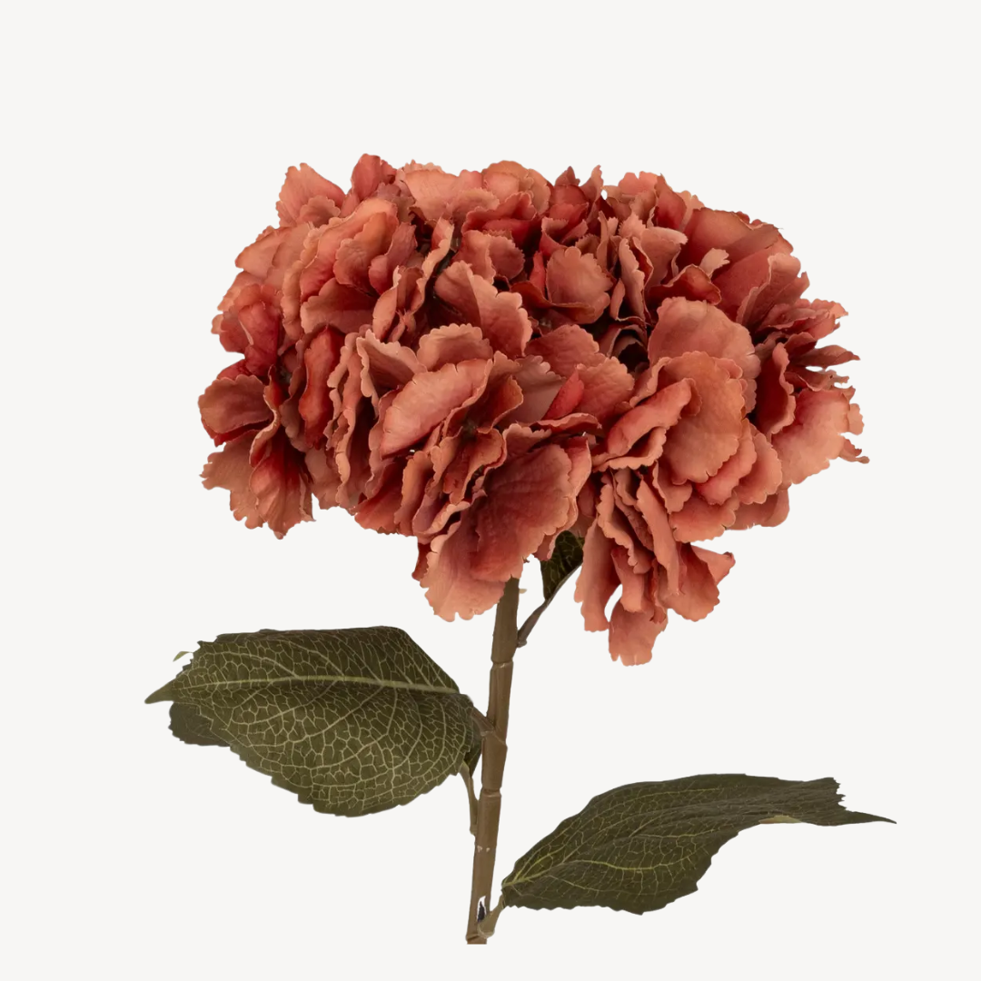 Caule de Hortênsia, H83 