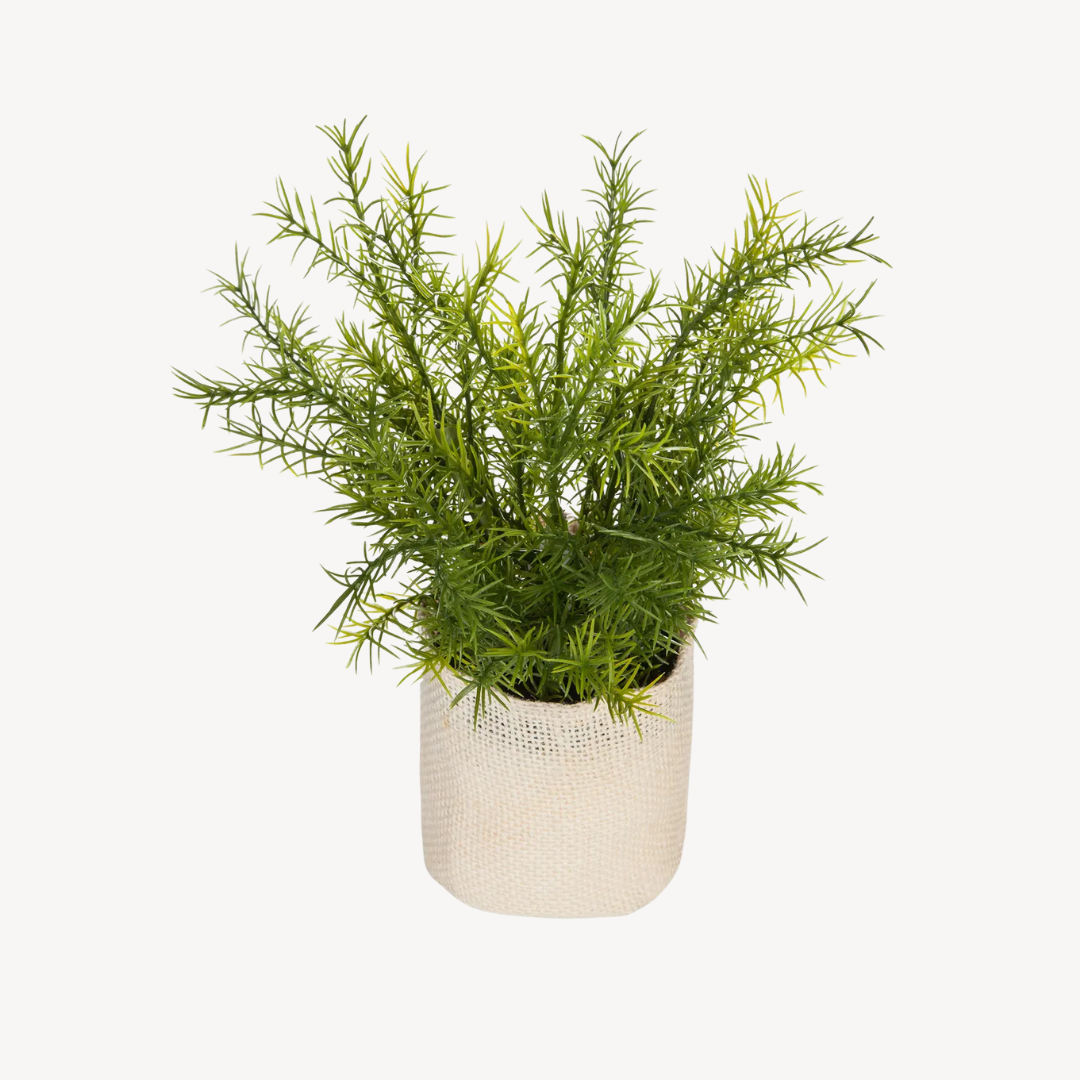 Plant Faryal, H25