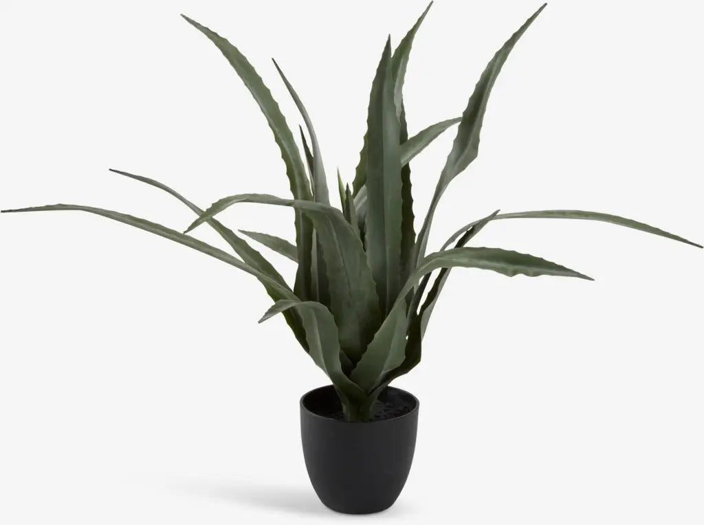 Plant Celius Aloe