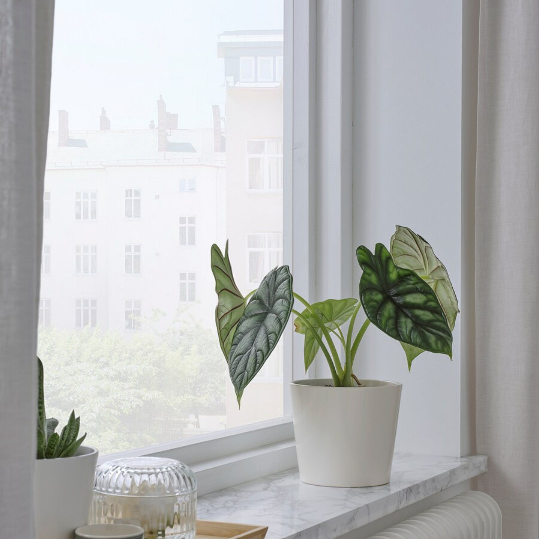 Plant Pot Sojabona