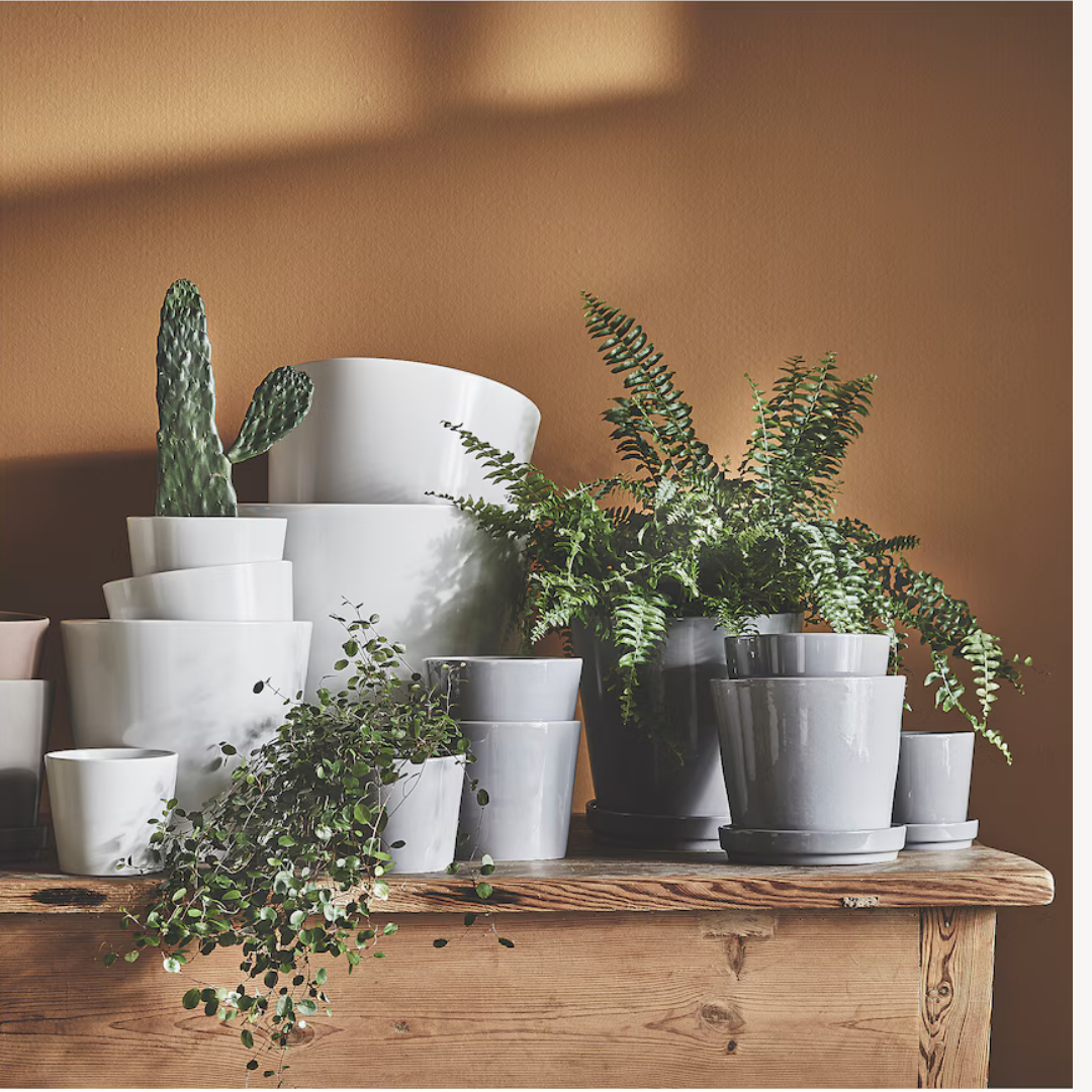 Plant Pot Sojabona