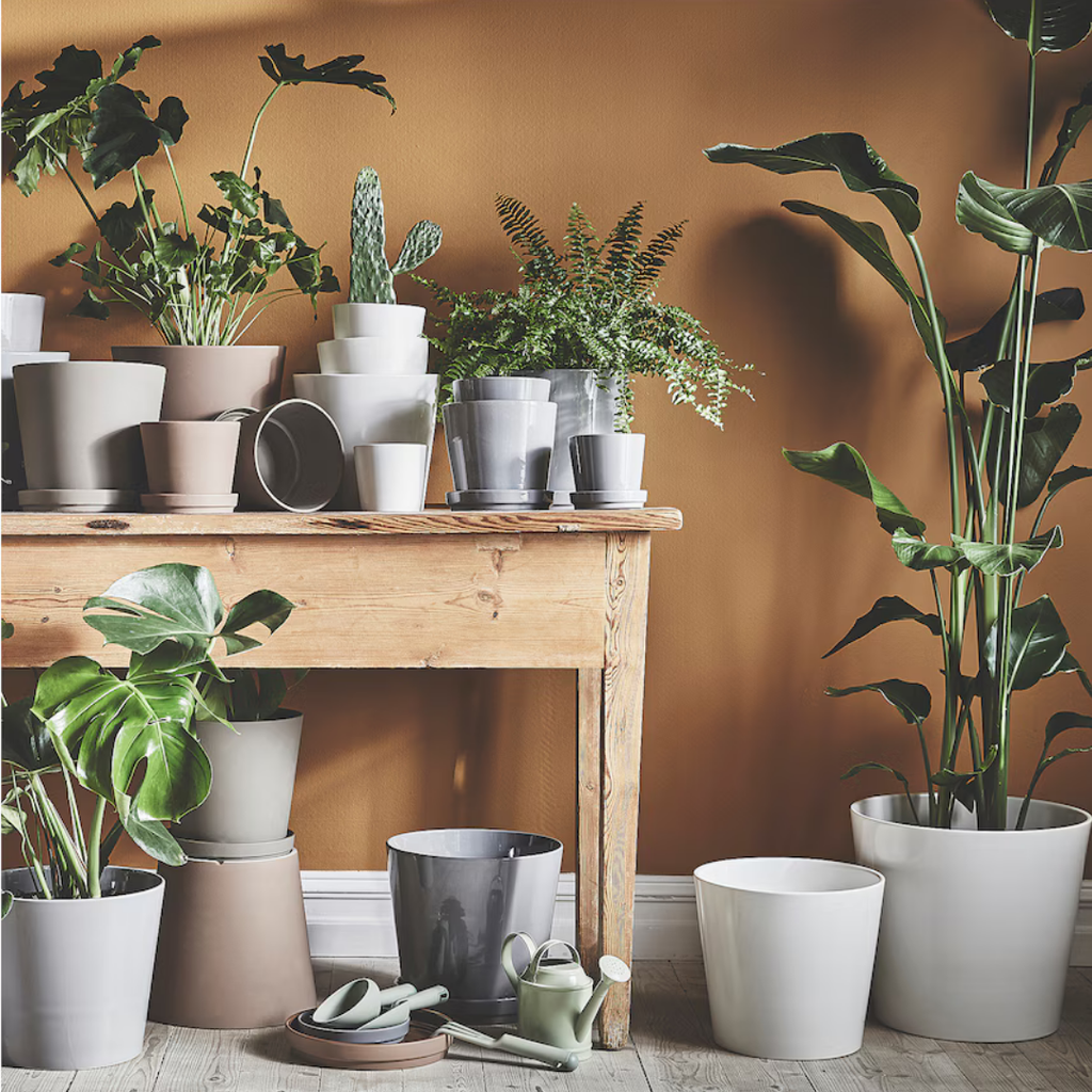 Plant Pot Sojabona