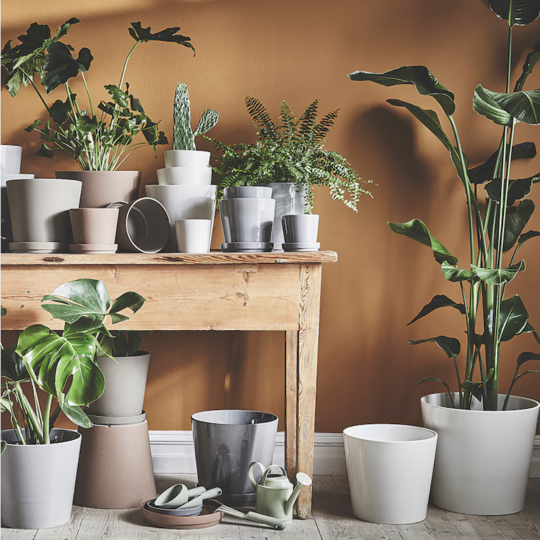 Plant Pot Sojabona