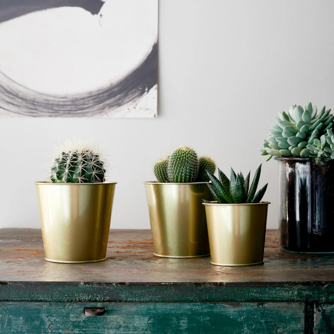Plant Pot Daidai