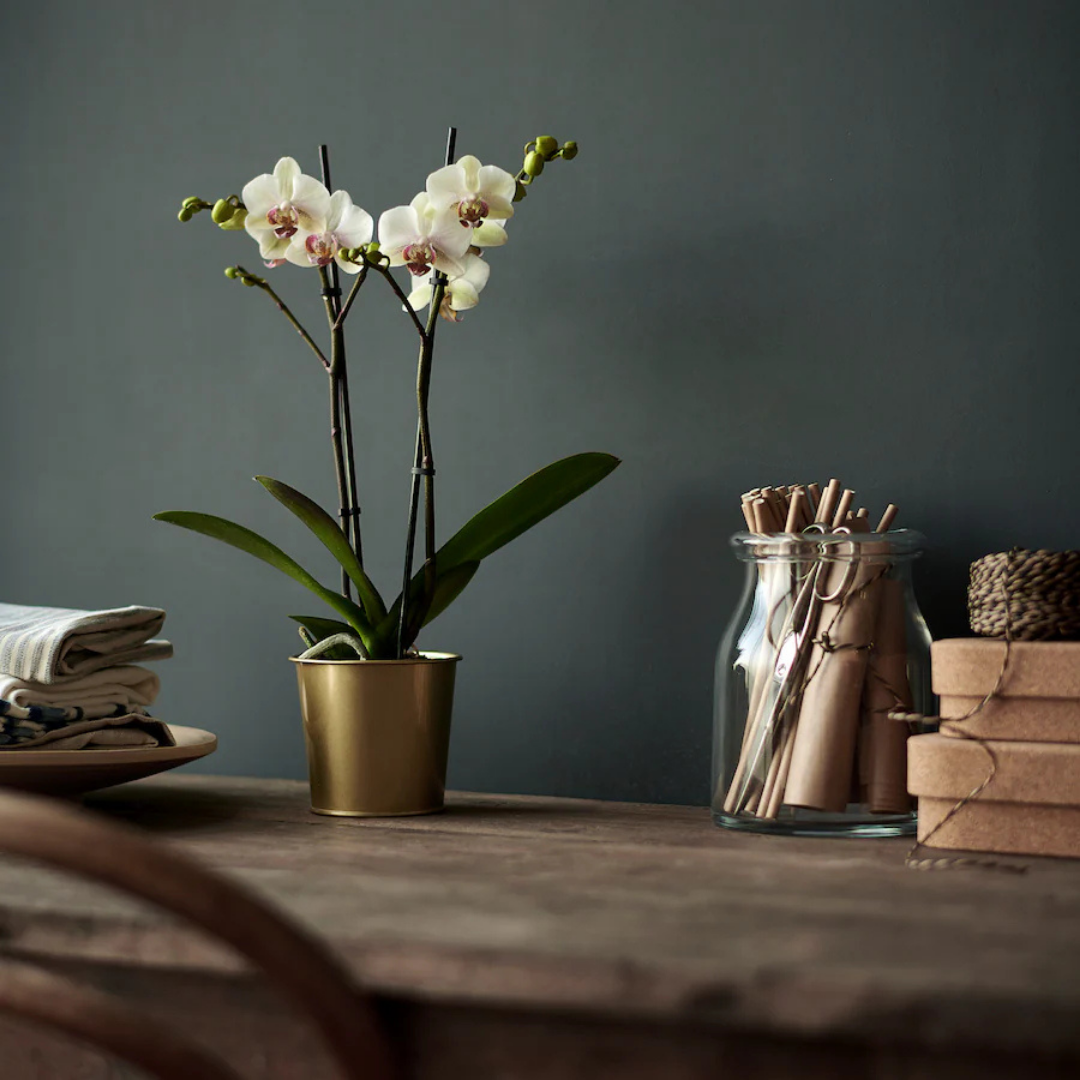 Plant Pot Daidai