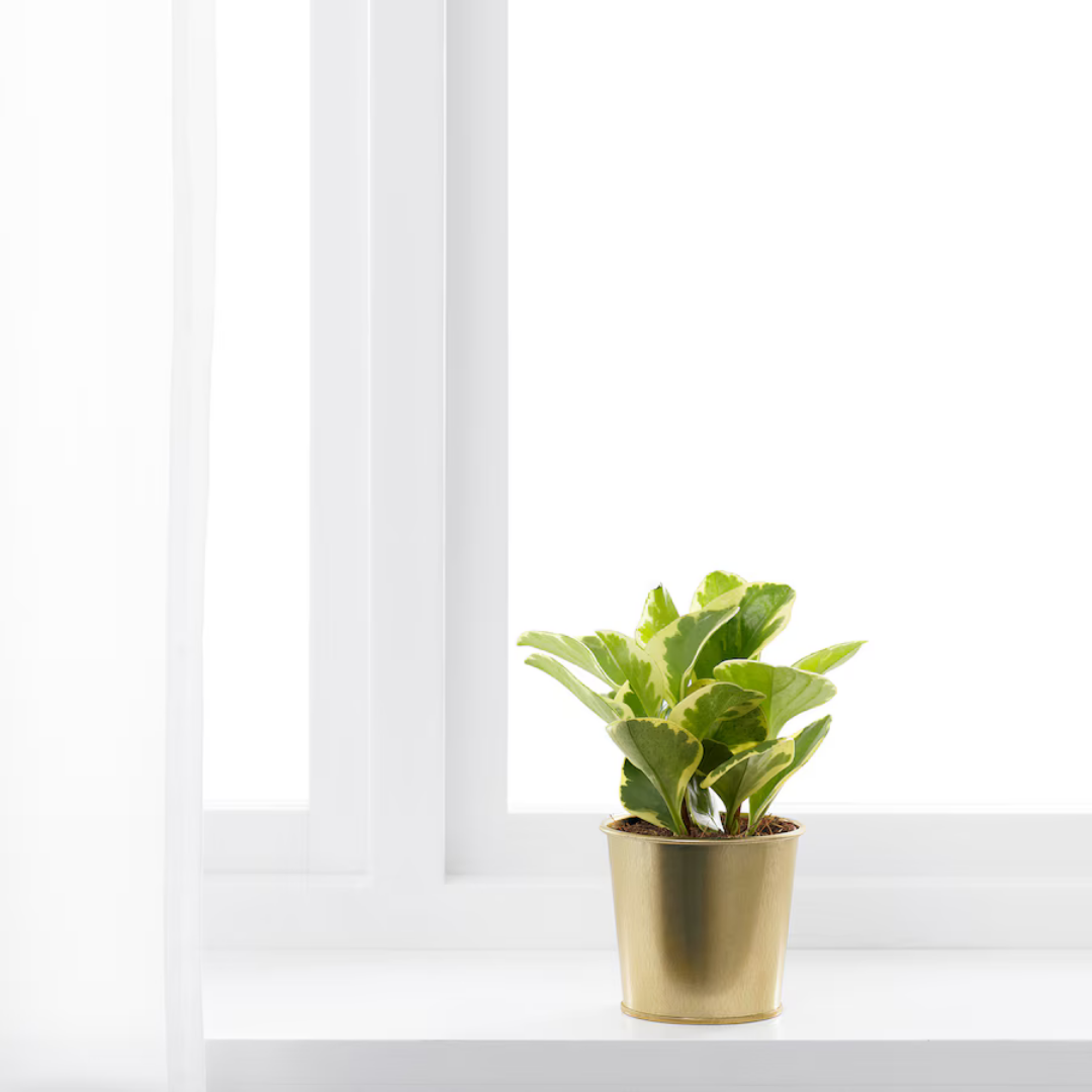 Plant Pot Daidai