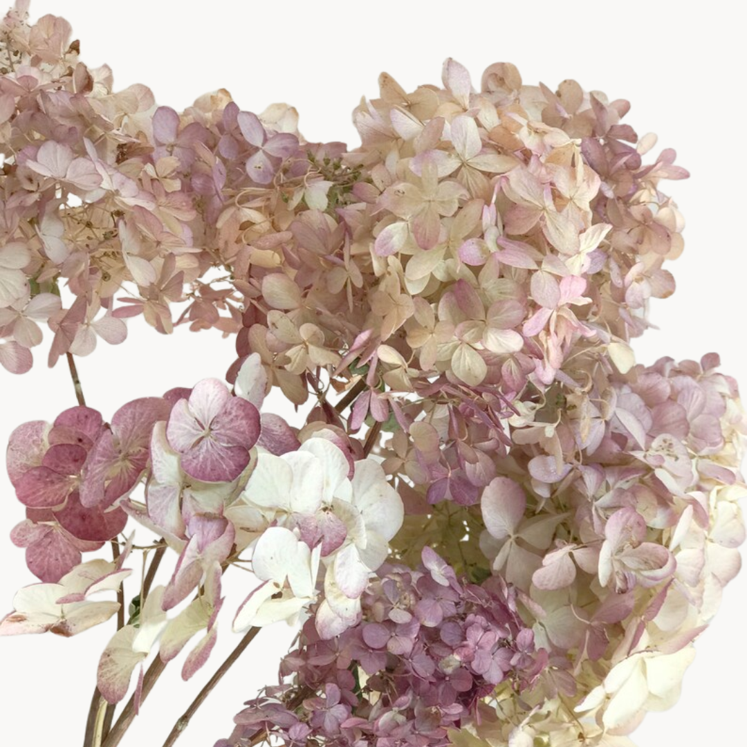 Hydrangea flower