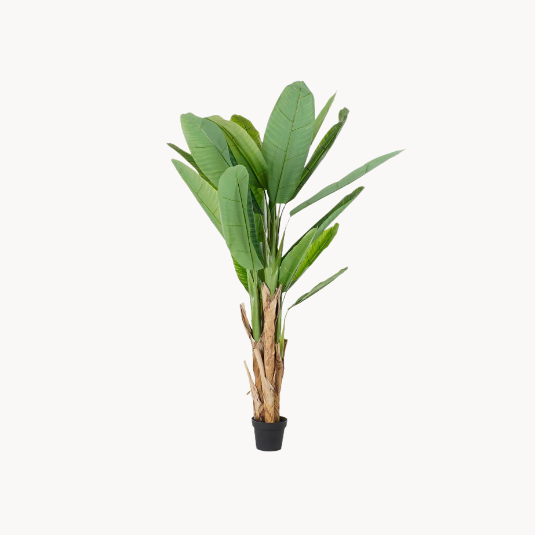Tree Palama H190