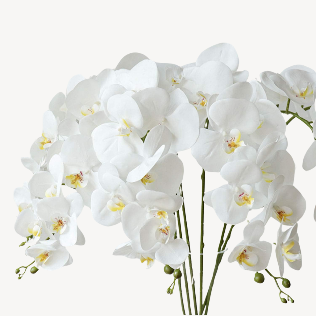 Orchid Flowers Set of 6
