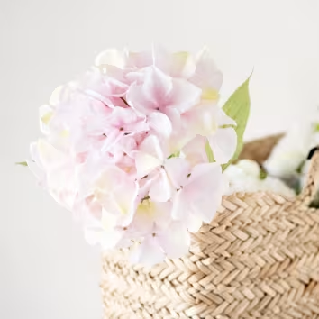 Hydrangea Stem Loulie