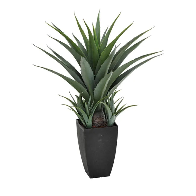 Plant Celius Aloe
